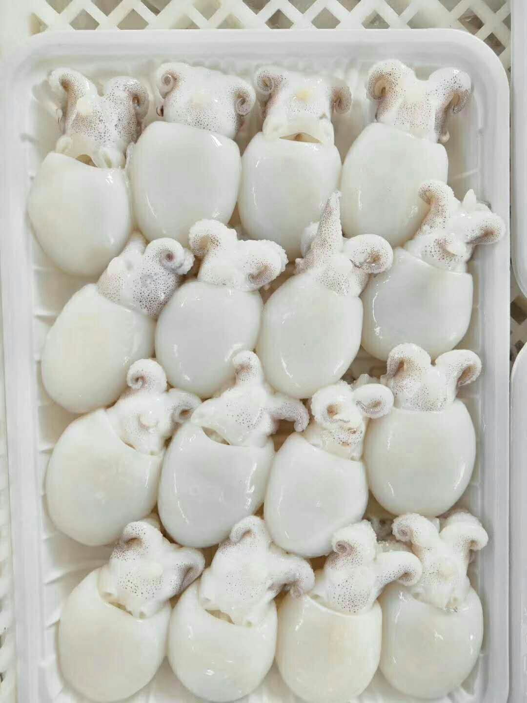 八爪鱼 可爱的海兔子价格不高