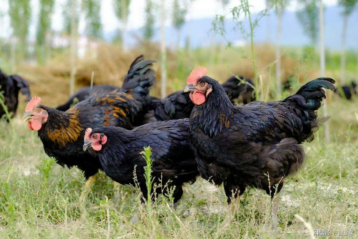 山西运城万荣县 纯粮食散养黑鸡