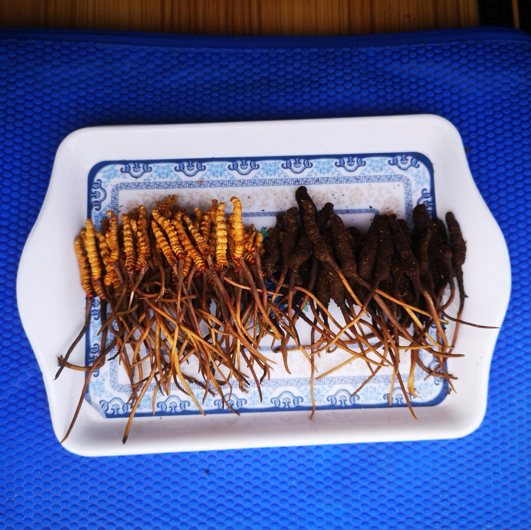 冬虫夏草