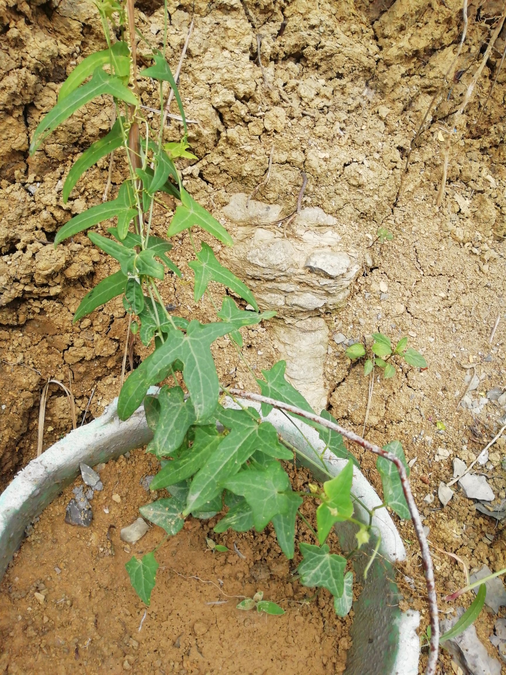 红参果苗