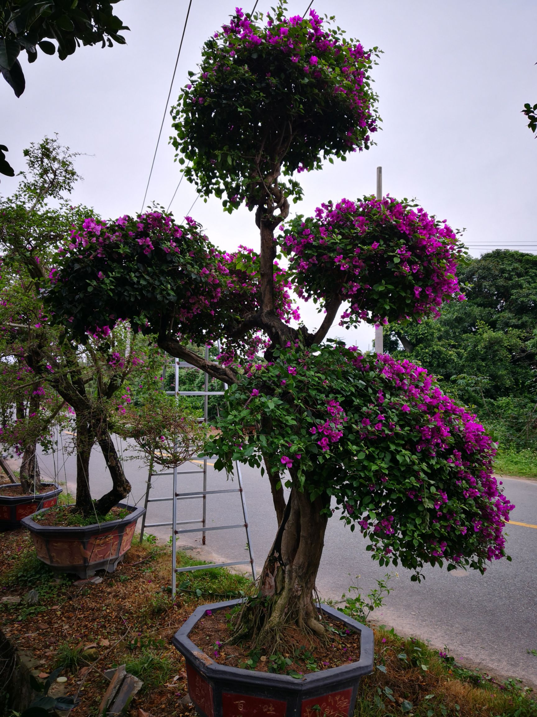 造型三角梅基地