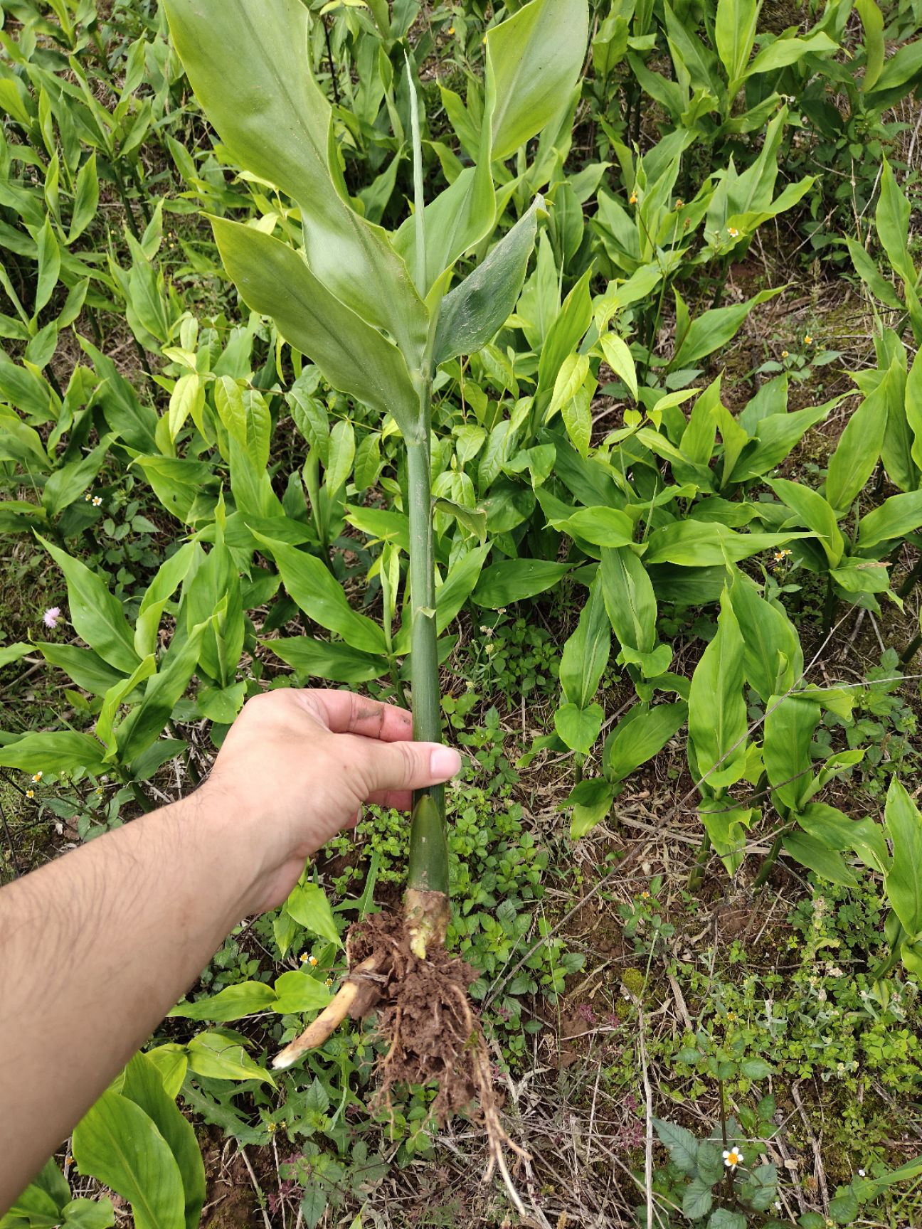 阳荷种苗 洋荷种苗