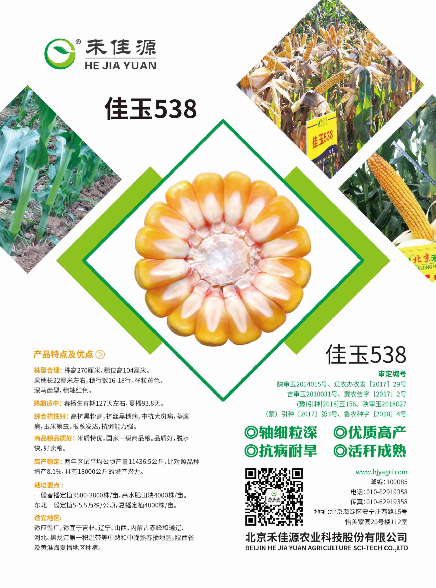 佳玉538玉米种子 【适应性广】国家一级商品粮棒大粒深脱水快,高淀粉