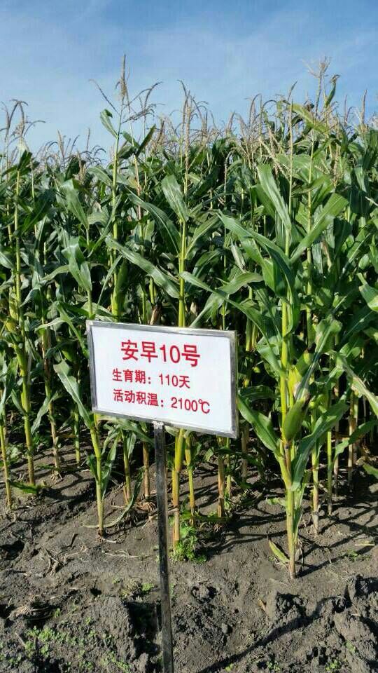 北京市顺义区早熟玉米种子 【优】极早熟高产白轴玉米品种,春播110天