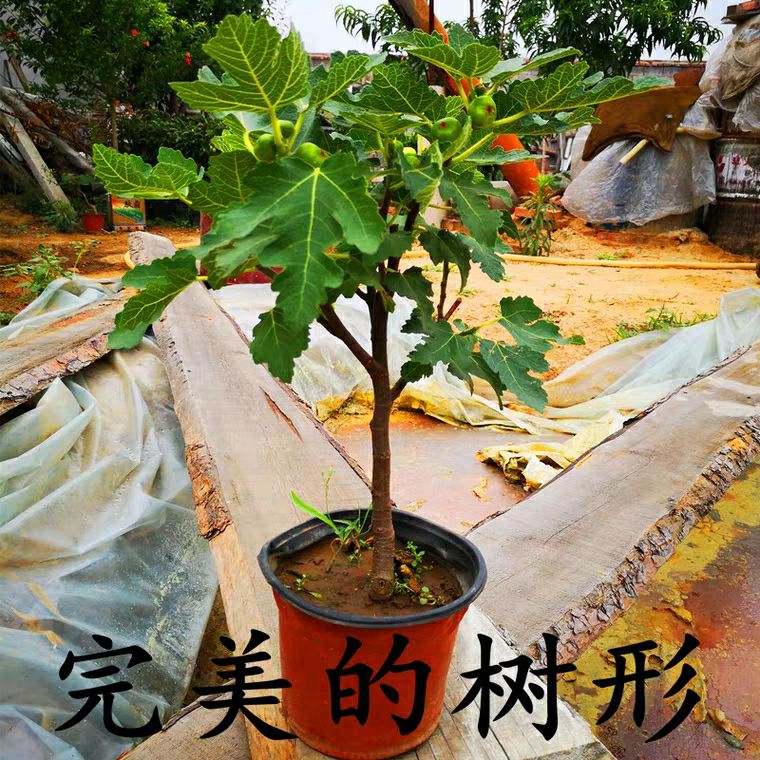 无花果树苗盆栽带果南北方种植无花果室内矮化果树盆栽苗当年结果