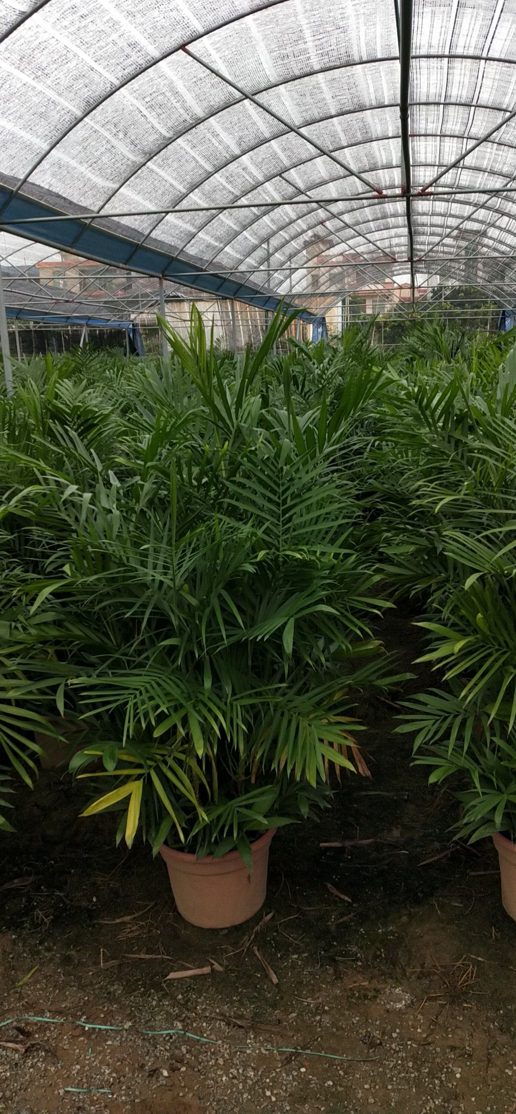 夏威夷椰子盆栽 广州夏威夷竹