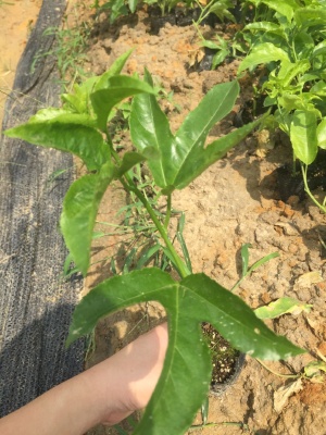 种鸳鸯蜜百香果苗 耐寒 耐低温 一年四季都有果