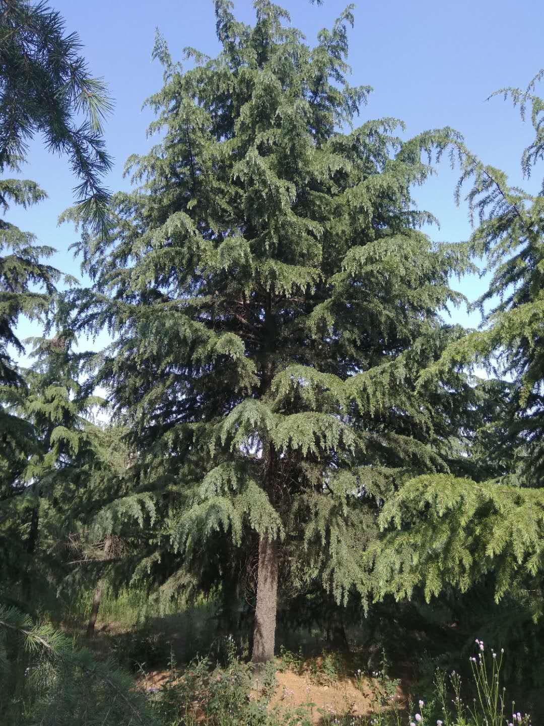 雪松,树型优美,层次分明,北方雪松适合零下二十度.