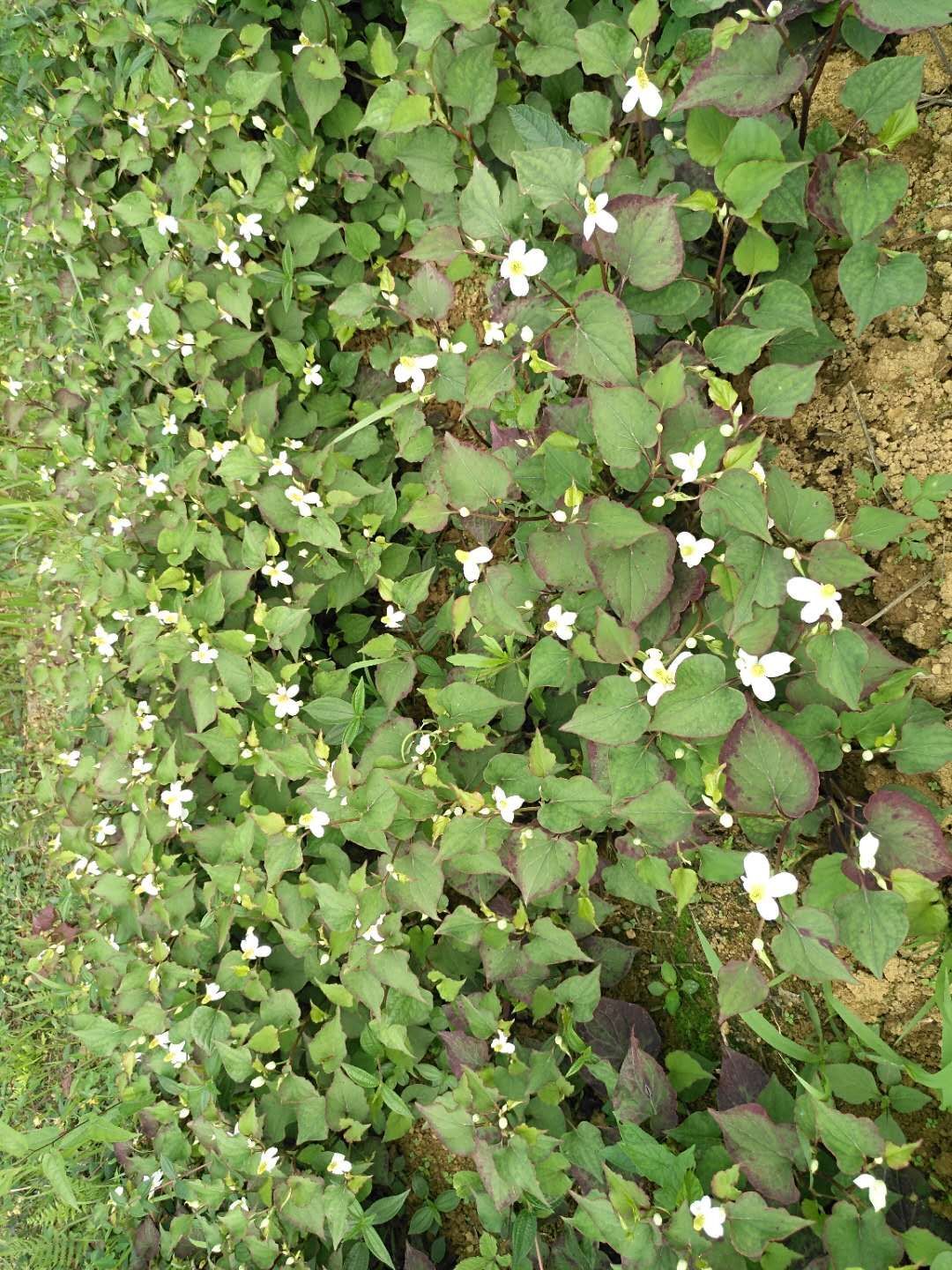 野生鱼腥草 四川野生鱼星草