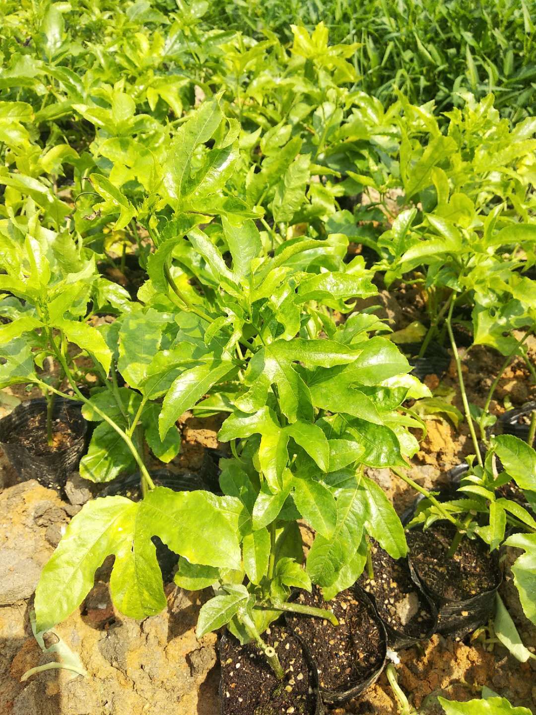 [鸳鸯蜜批发] 新品种鸳鸯蜜百香果苗 耐寒 耐低