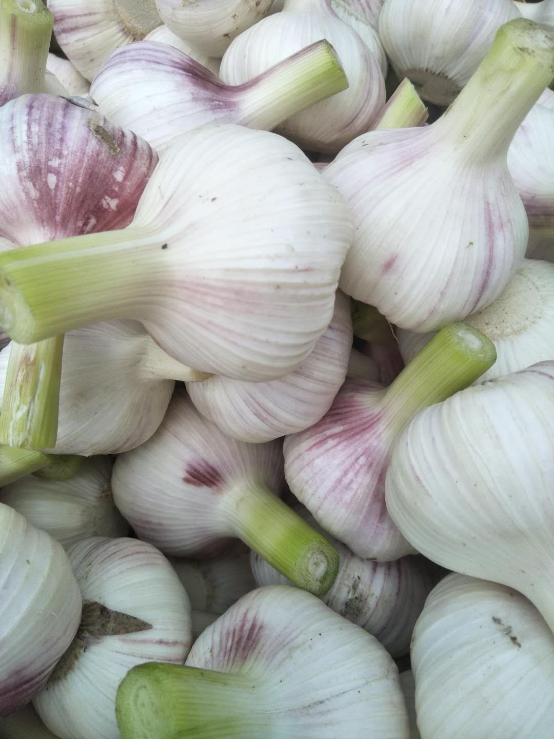 鲁农大蒜 个头大,出八两,颜色好适应扒皮蒜,市场货,存库货