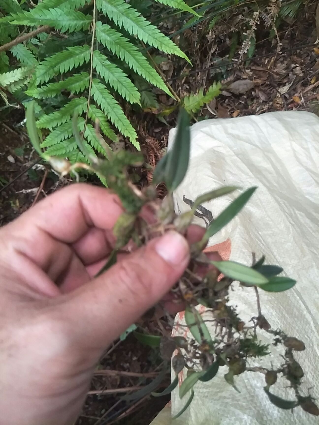 *生石仙桃 *生石橄榄又名石仙桃.数量有限.有需要的联系