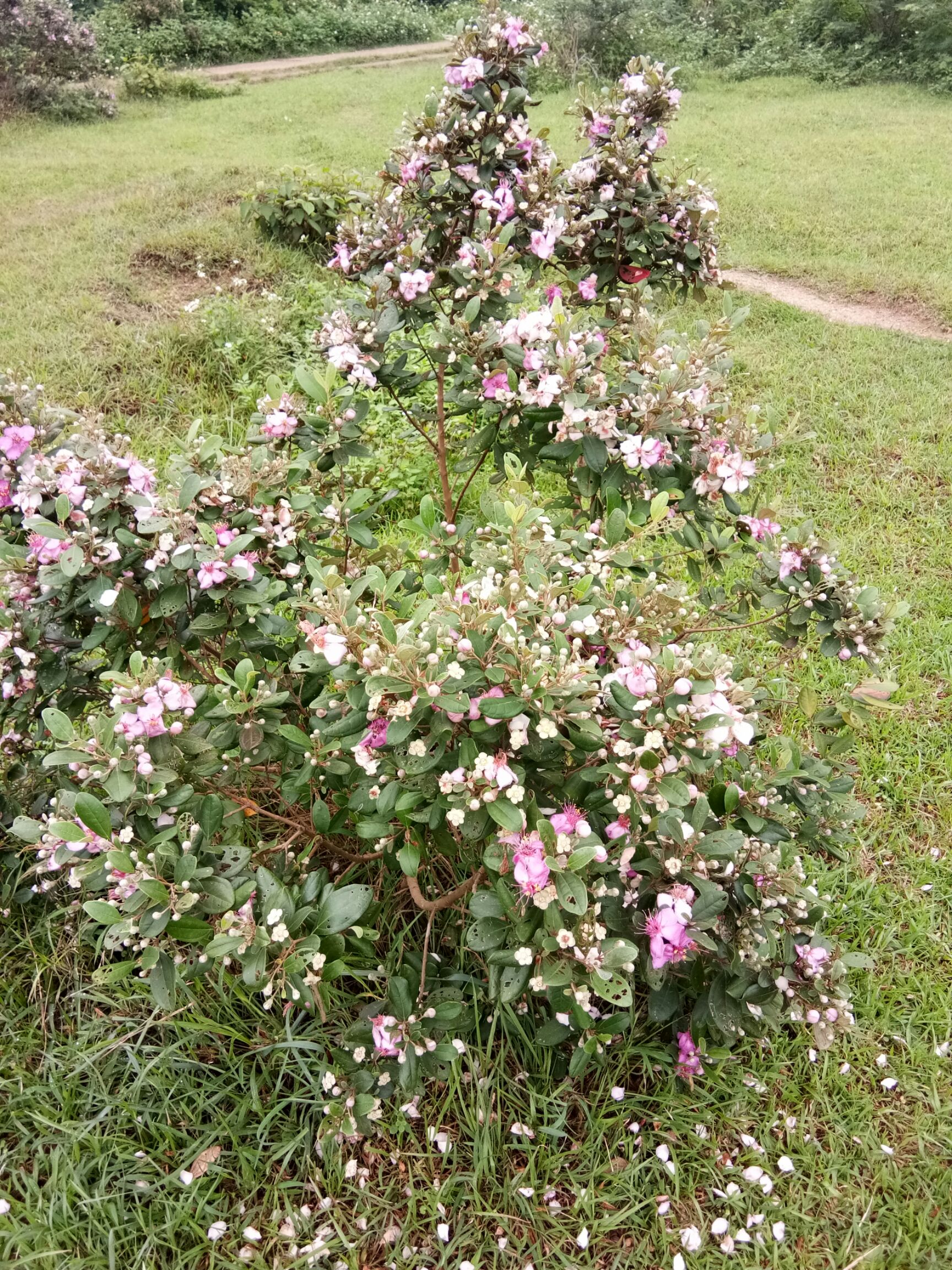 山捻子 捻子,又名也叫金娘子,既可赏花,也可食用,又可泡酒.