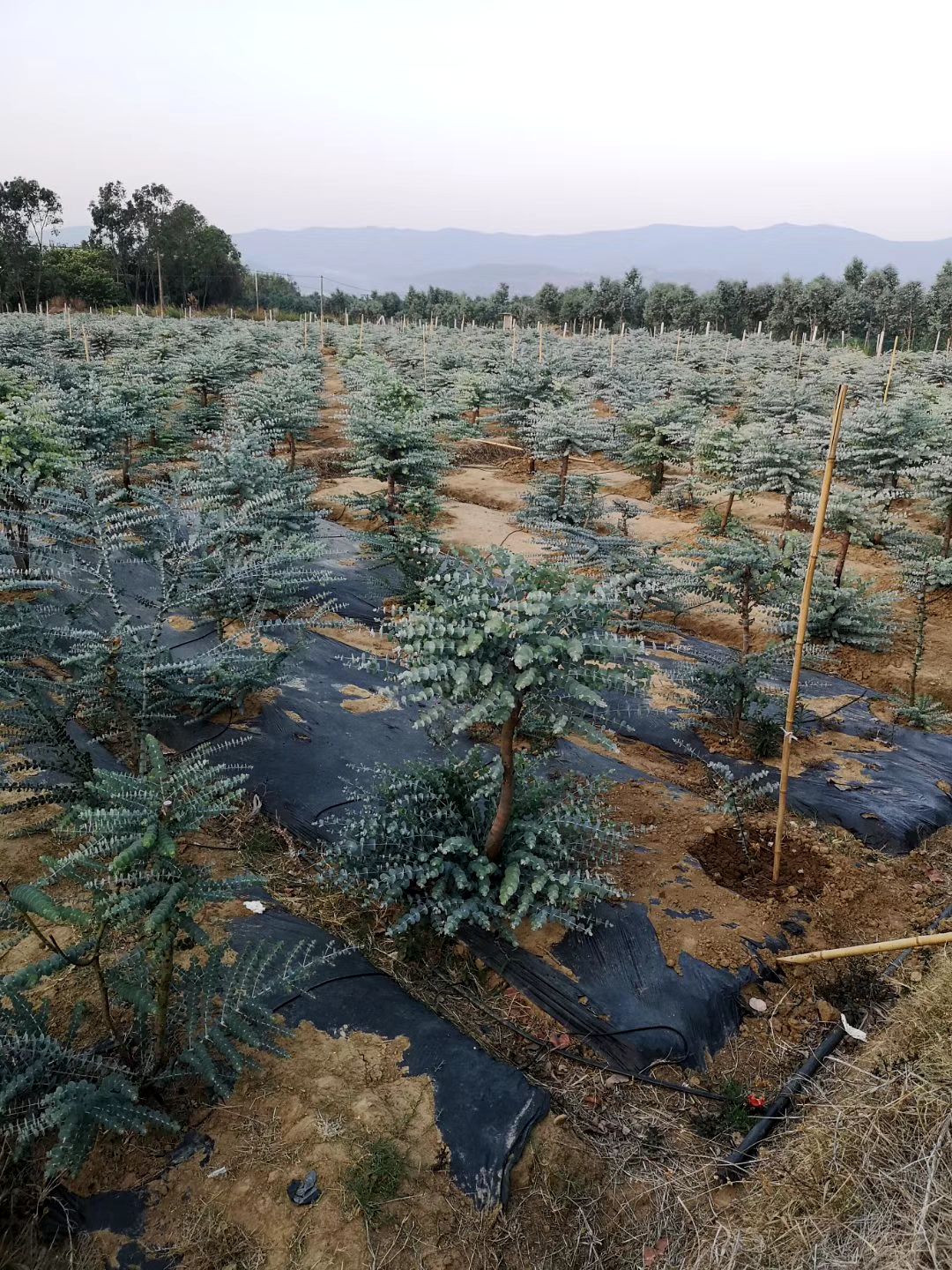 多花桉 需要尤加利苗的赶紧下单了