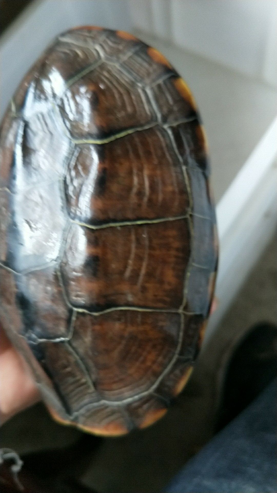 中华草龟 湖北草龟