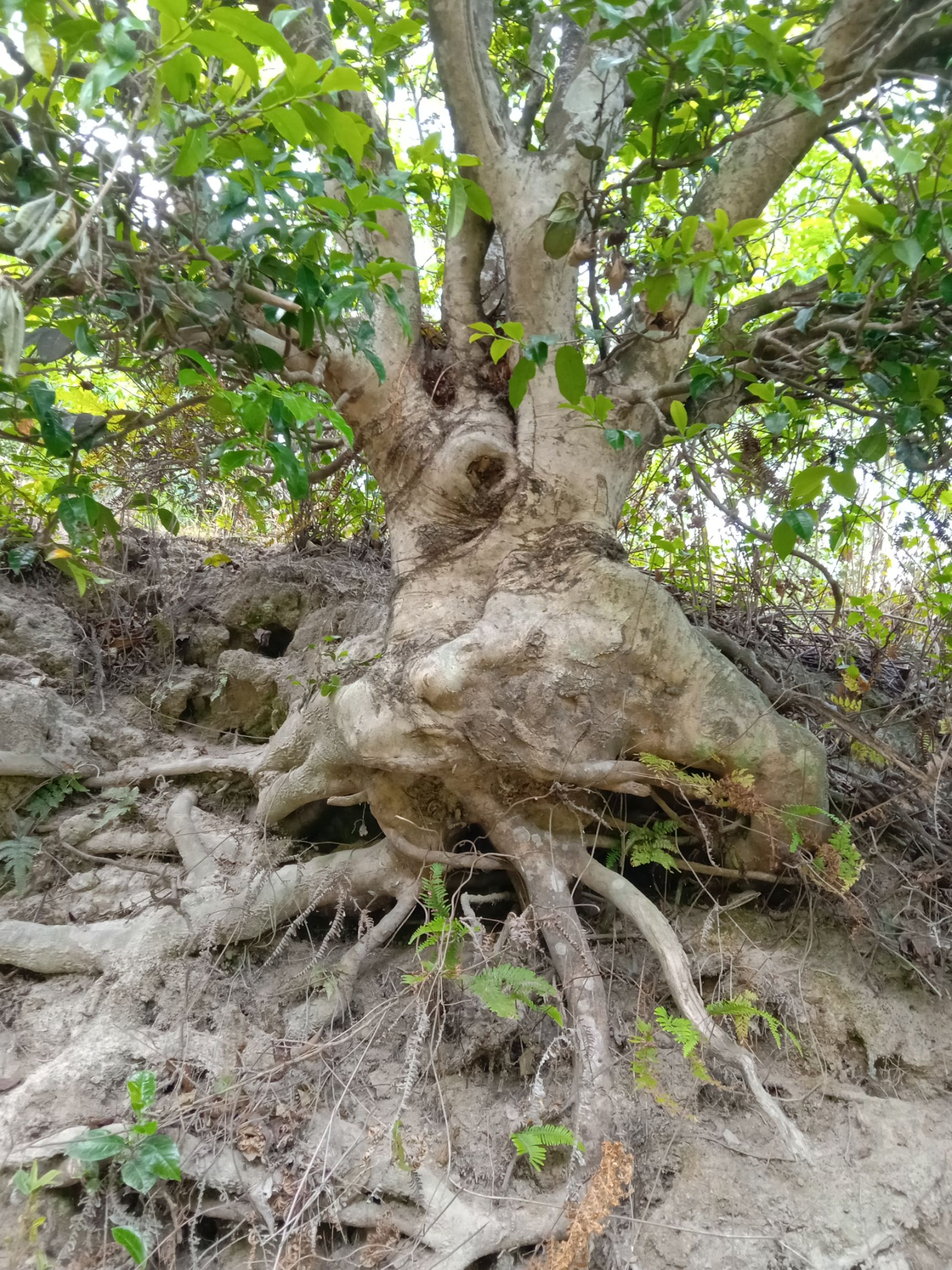 无量山生态古树普洱茶