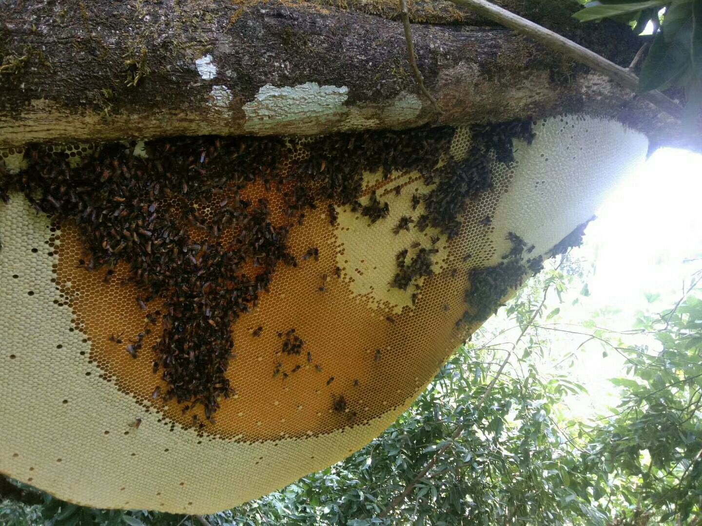 土蜂蜜 版纳原始森林里的大挂蜂原产品