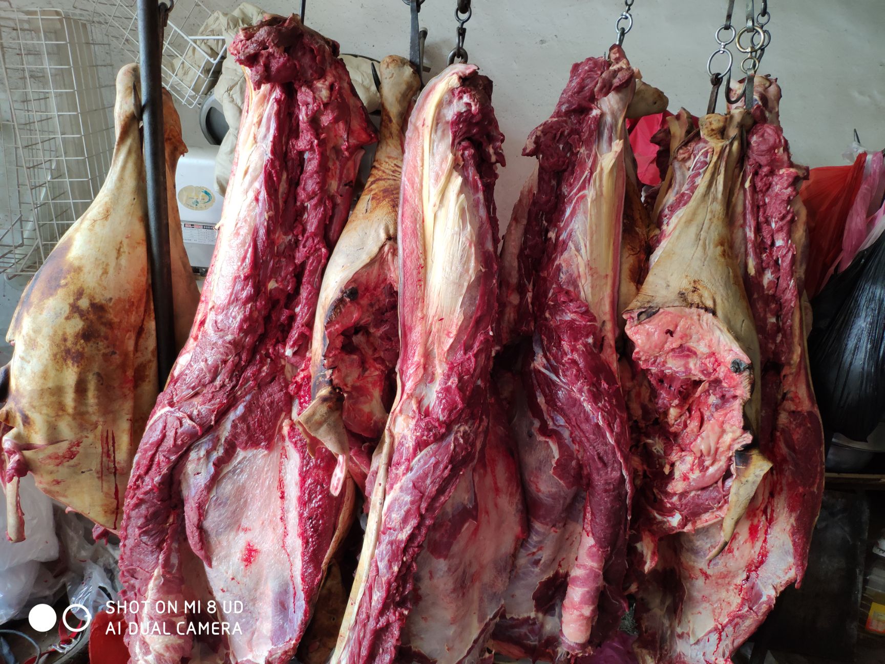 马肉 驴肉,现杀