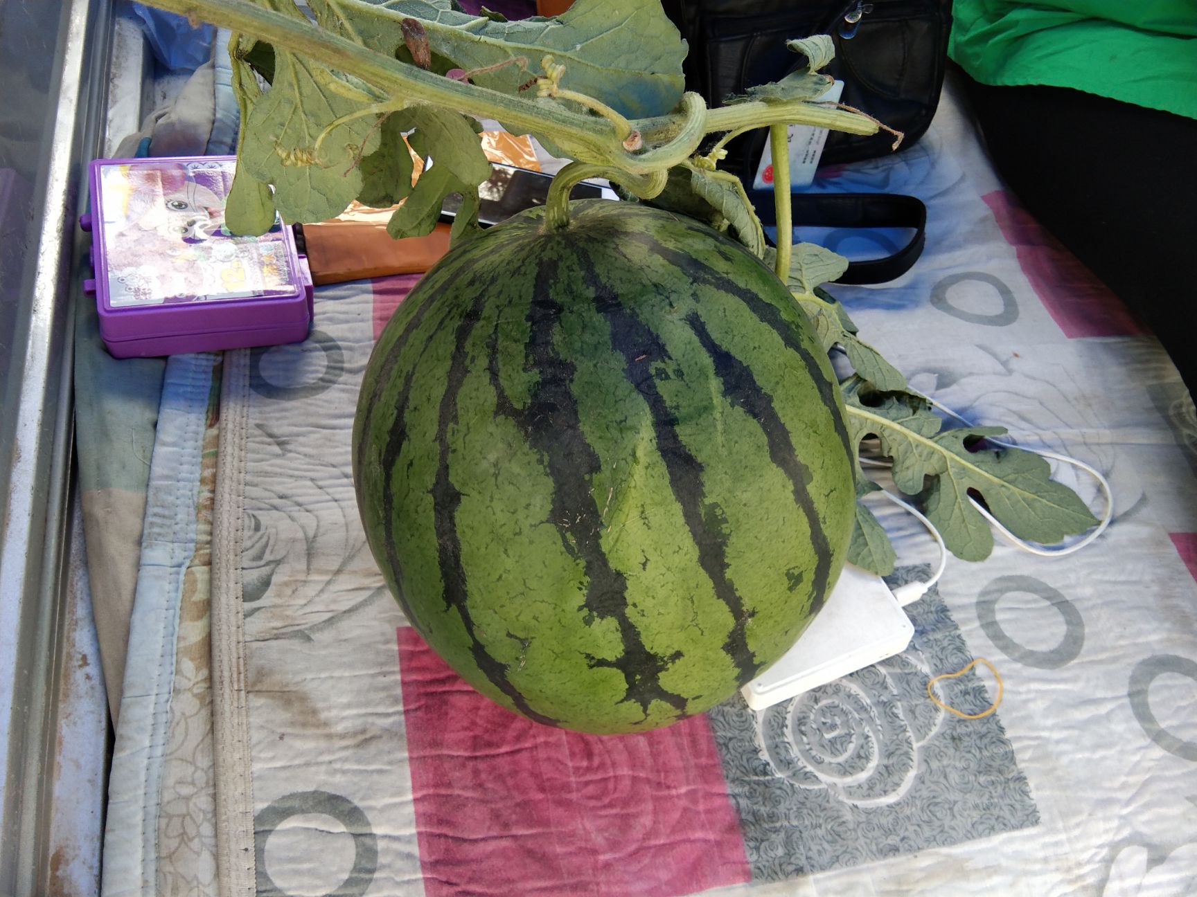麒麟西瓜