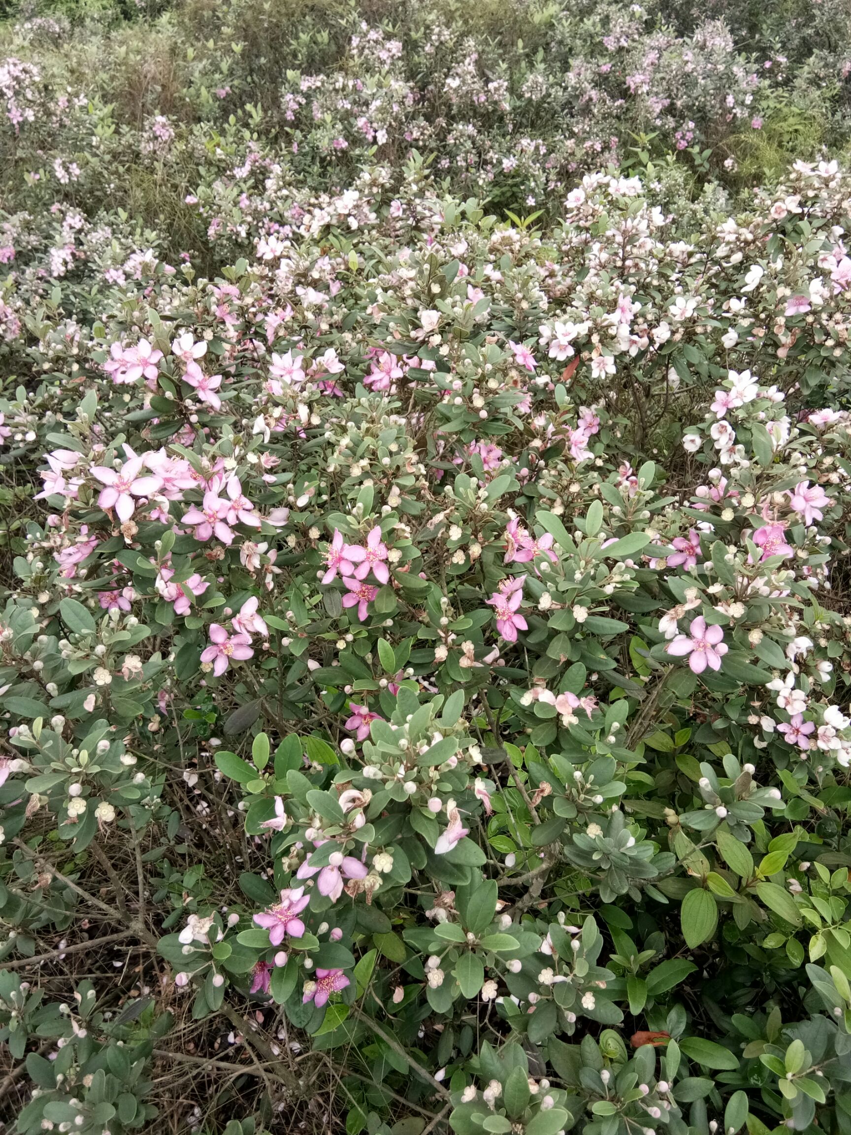 [山稔子批发]山捻子 捻子,又名也叫金娘子,既可赏花,也可食用,又可