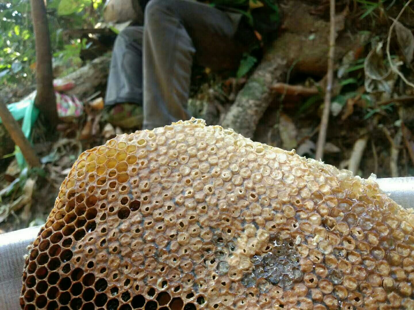 土蜂蜜 版纳原始森林里的大挂蜂原生态产品