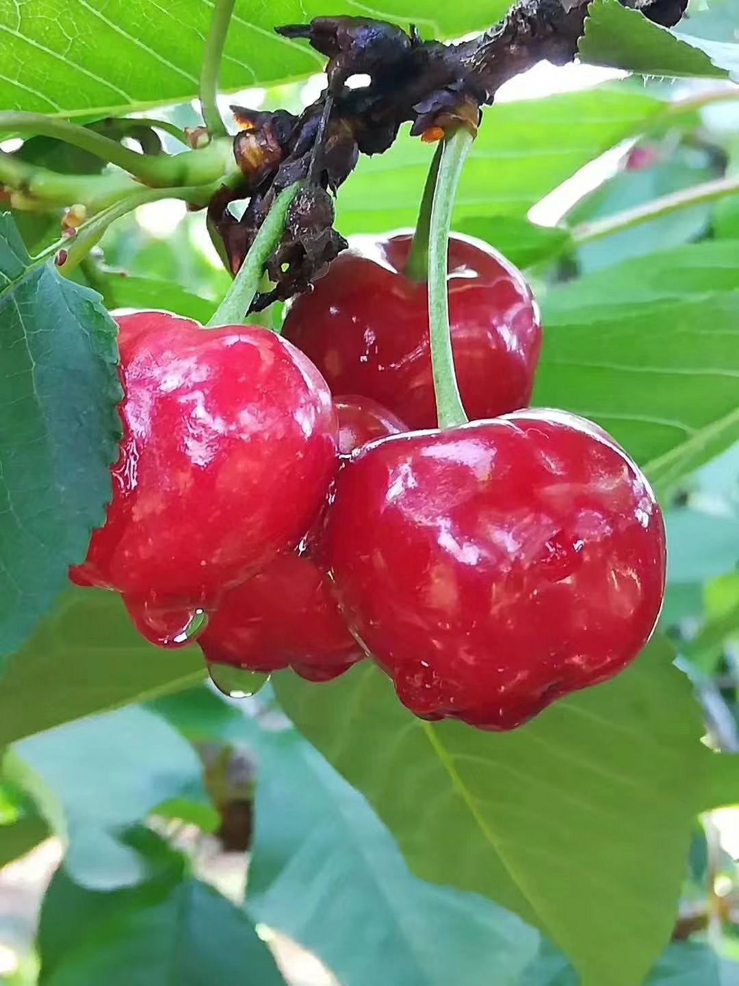 白鹿原樱桃价格低,味道美.大量批发了
