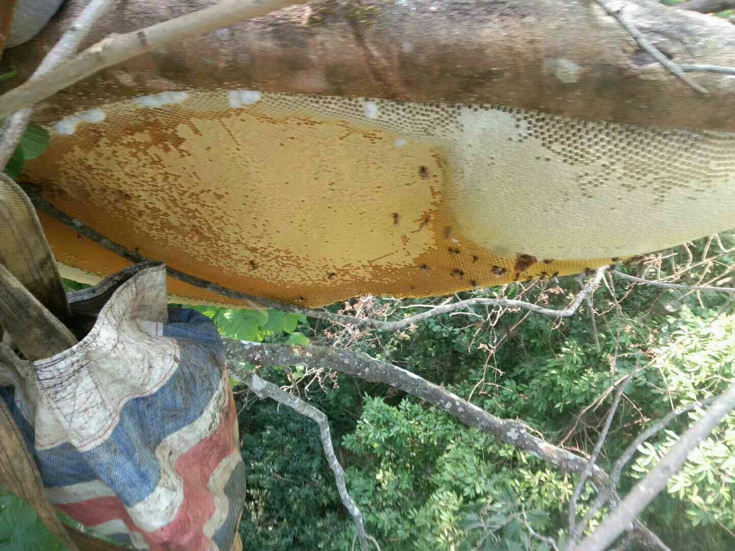 土蜂蜜 版纳原始森林里的大挂蜂原生态产品