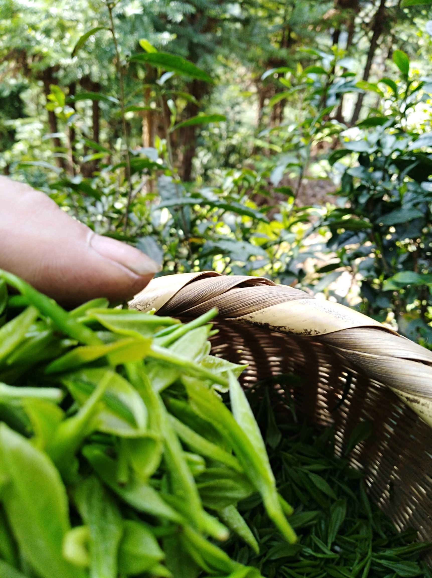 高山野生茶 忘不了野茶2019茶农直销明后一芽叶已检测礼盒装(袋装)