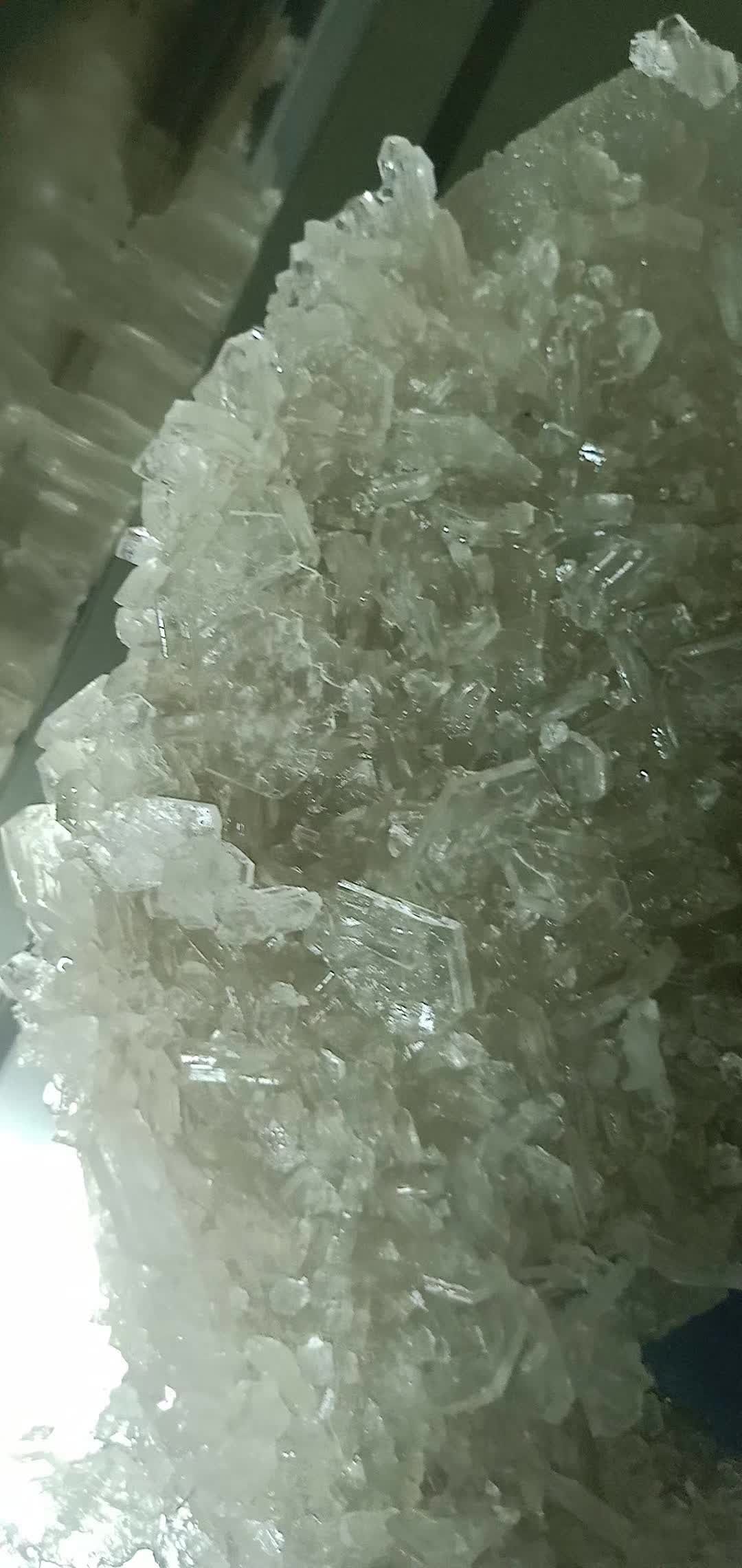 提取右旋龙脑精油的龙脑樟树,为客户提供优质的龙脑樟枝叶.