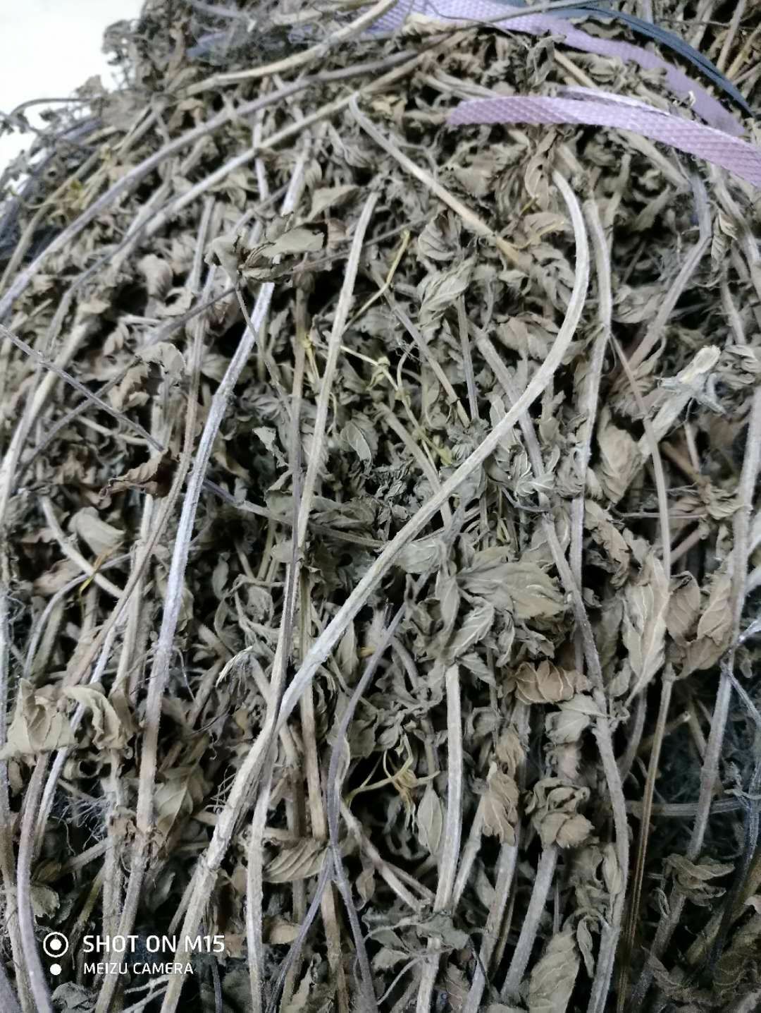 凉粉草(仙草)