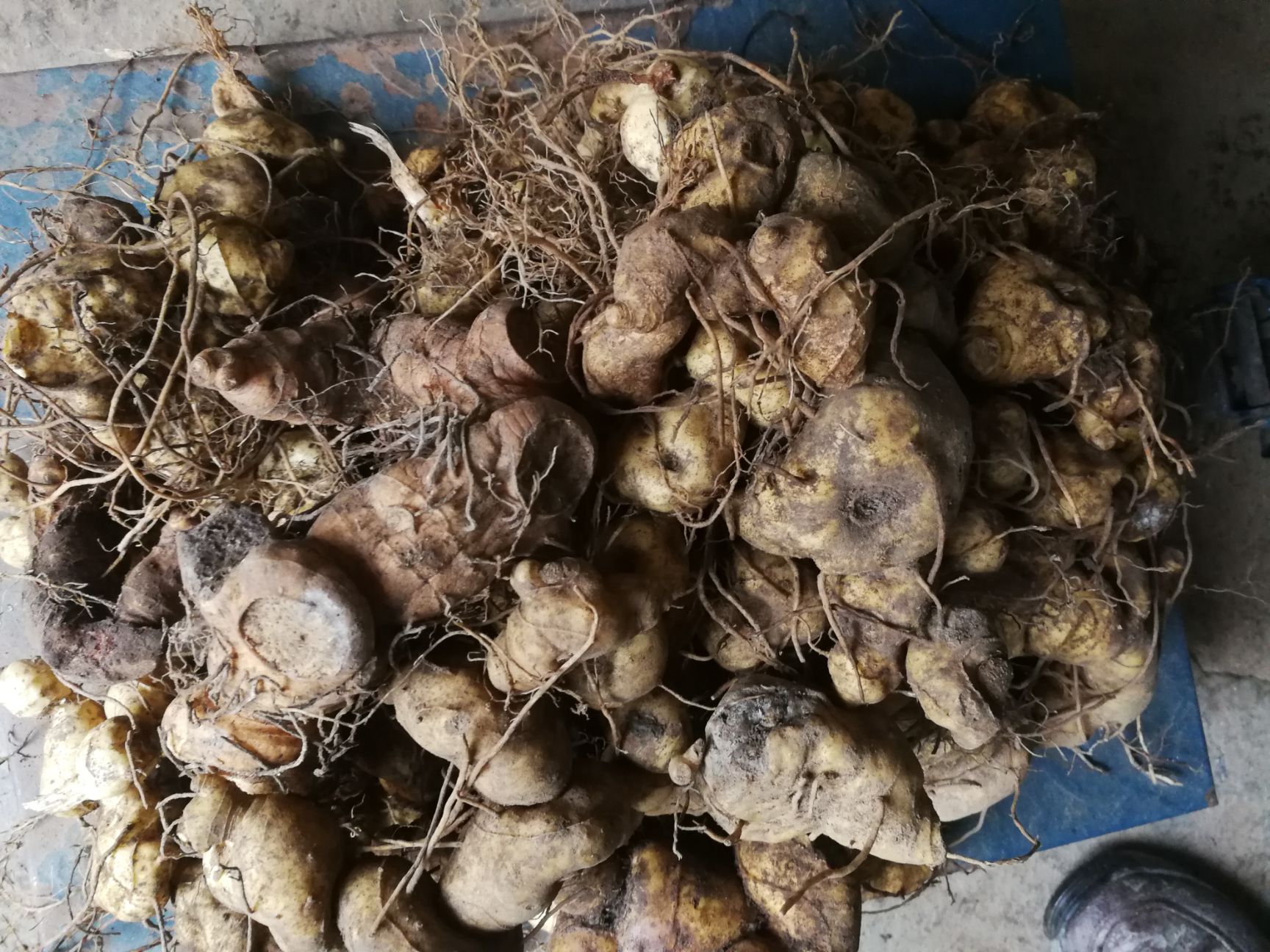 供应大厅  中药材  黄精  商品详情 野生姜形鸡头形甜个中大黄精,无