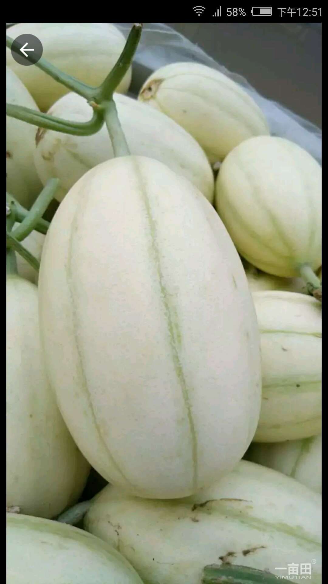 精品红肉脆梨