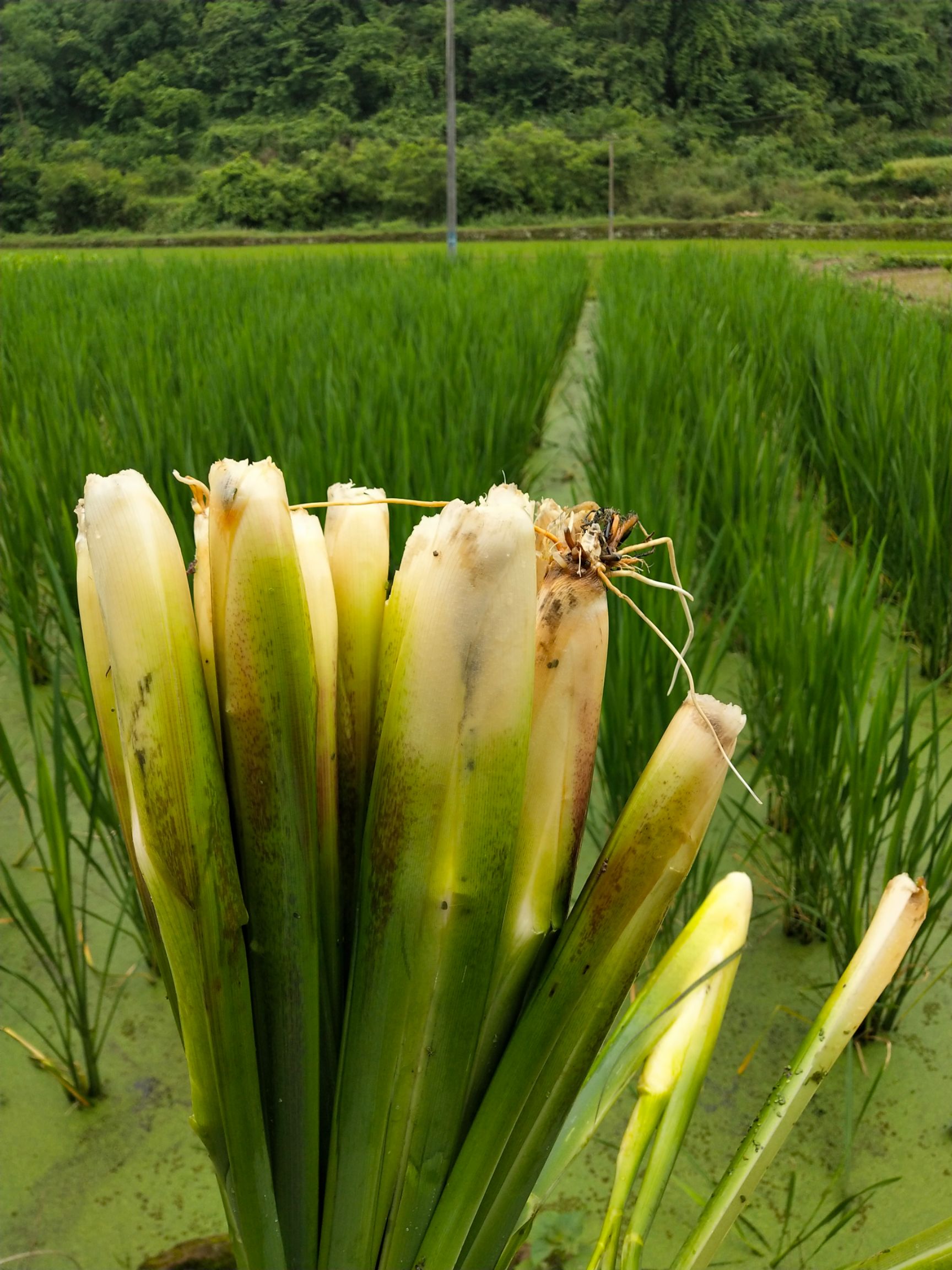 特早熟双季茭白五月上市中,茭白种苗订购