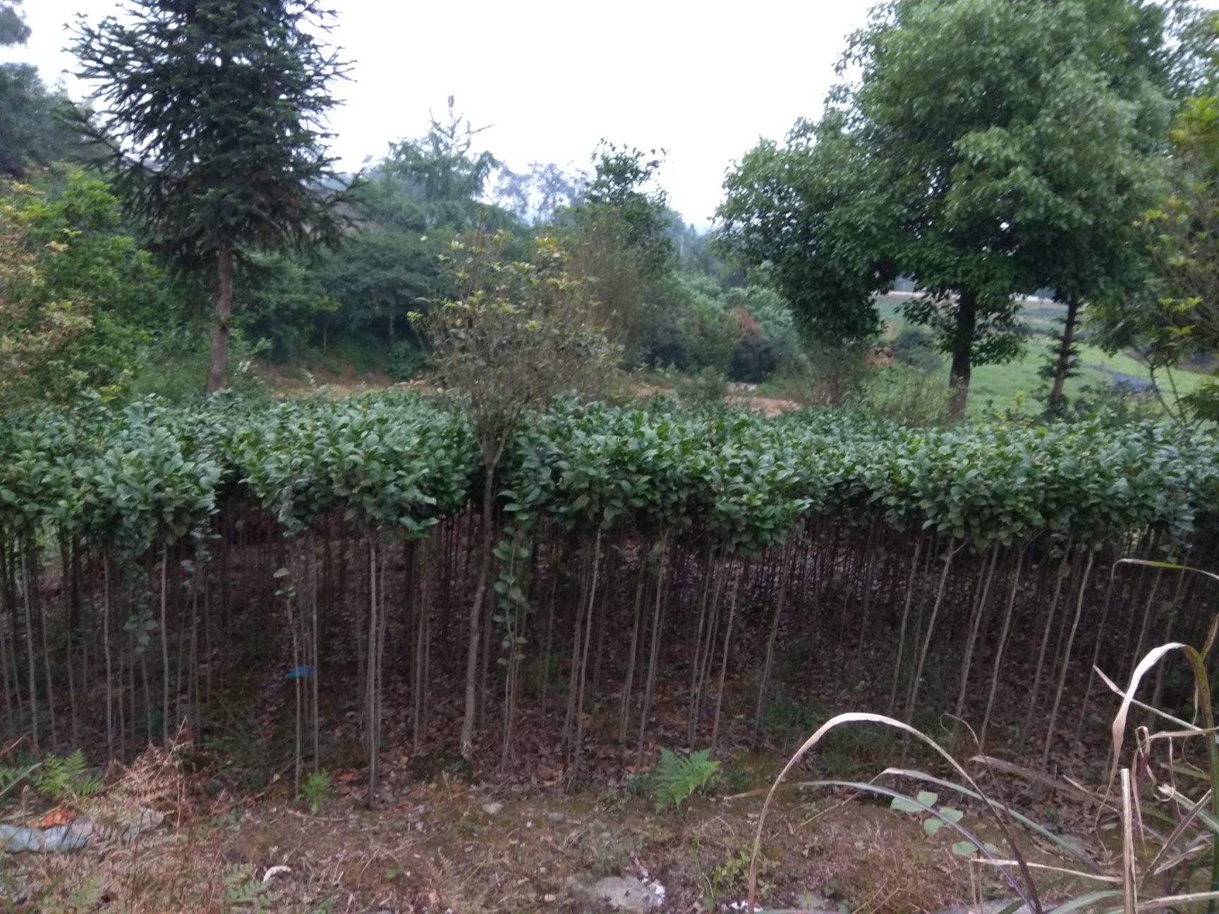 茶花树 地径1.5高2.2米