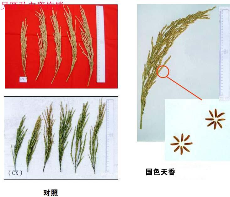 供应大厅  种子种苗  水稻种子  特征特性: 籼型杂交水稻品种.