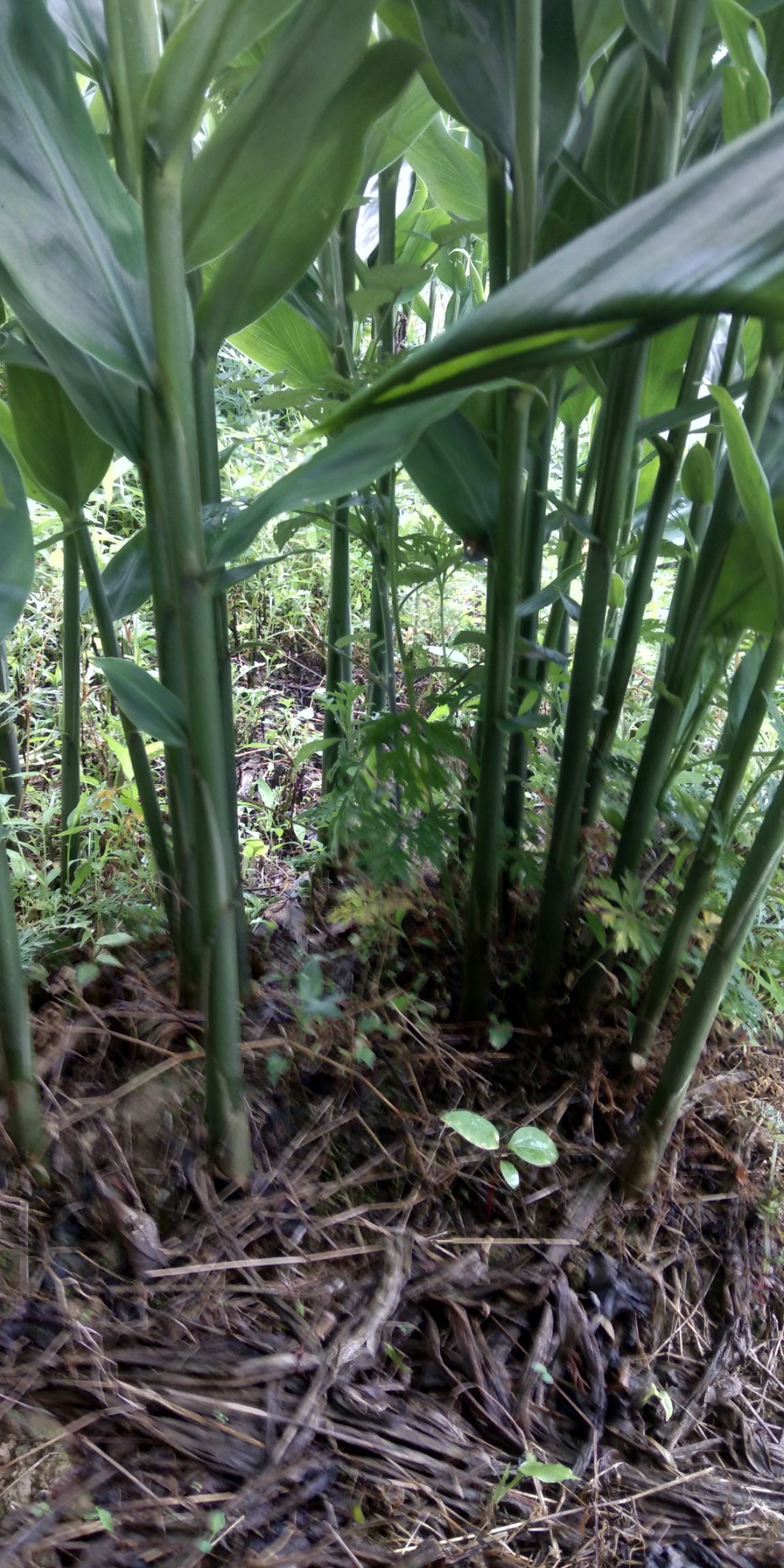 [阳荷批发]阳荷 洋霍姜 洋荷 生洋霍价格6元/斤