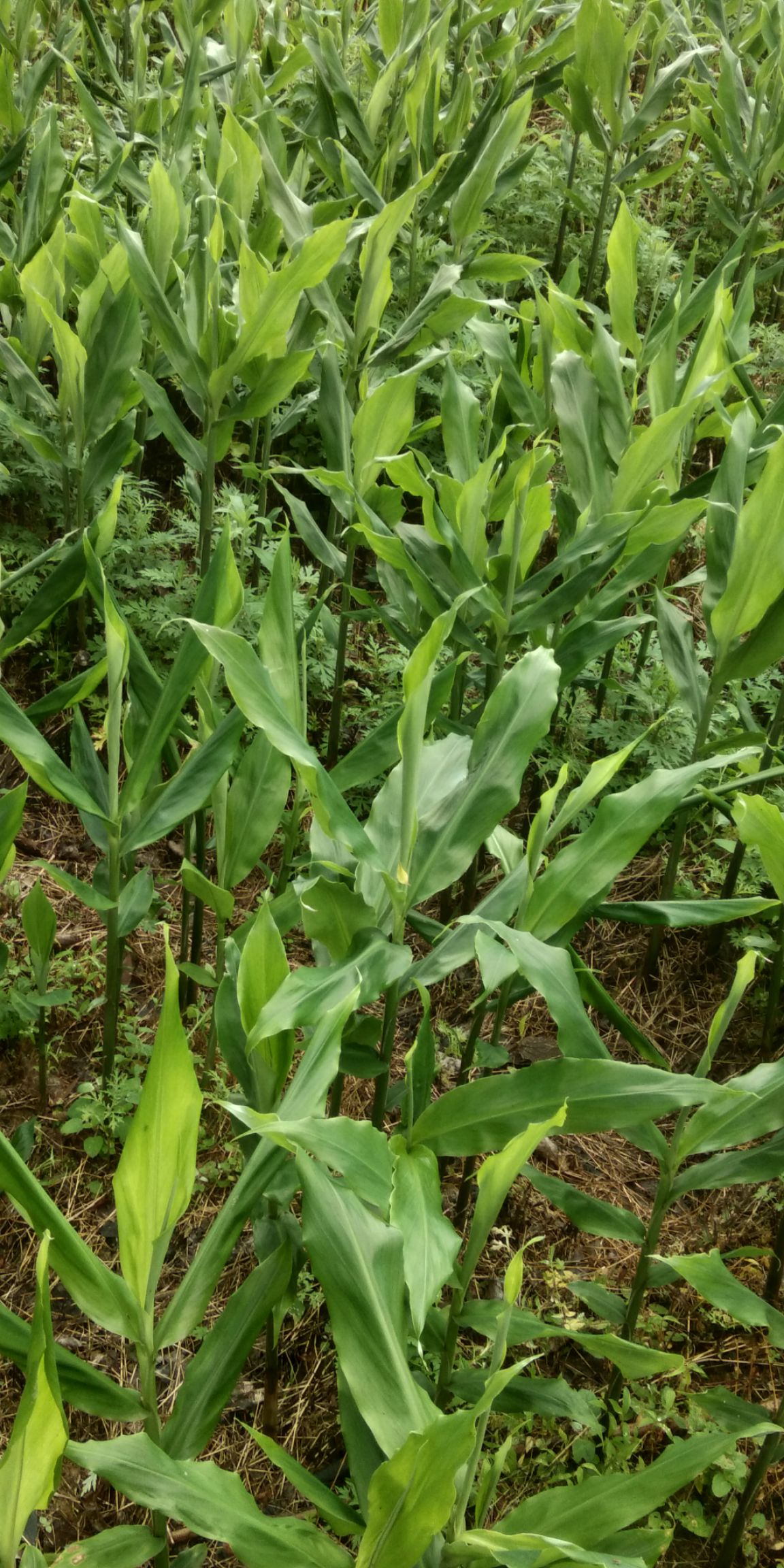 阳荷 洋霍姜 洋荷 *生洋霍