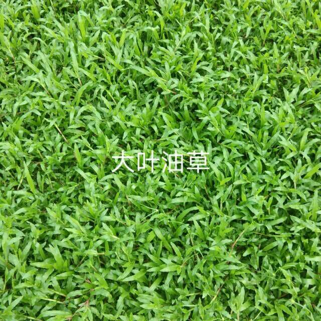大叶油草 批发