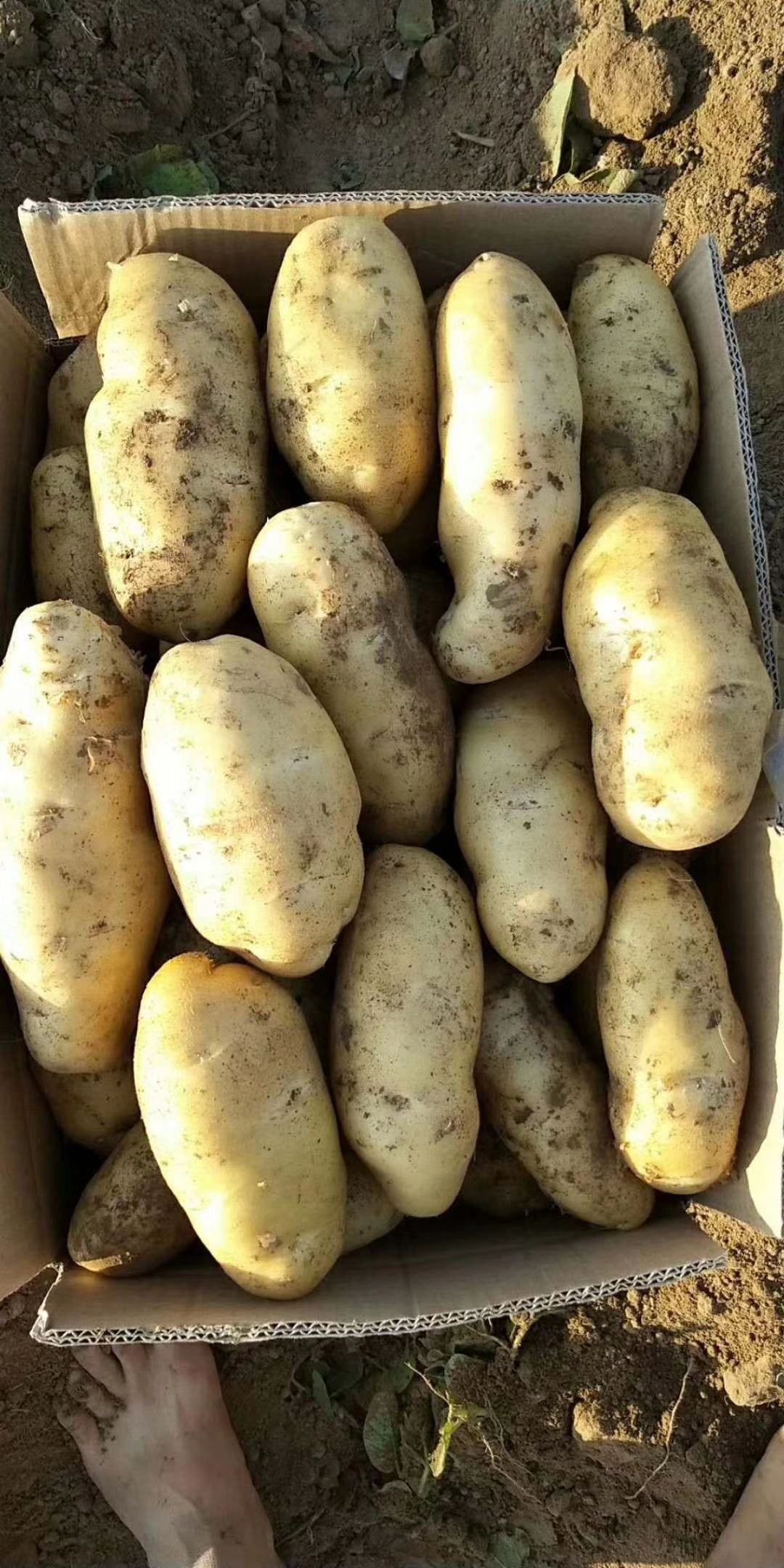 荷兰十五精品土豆