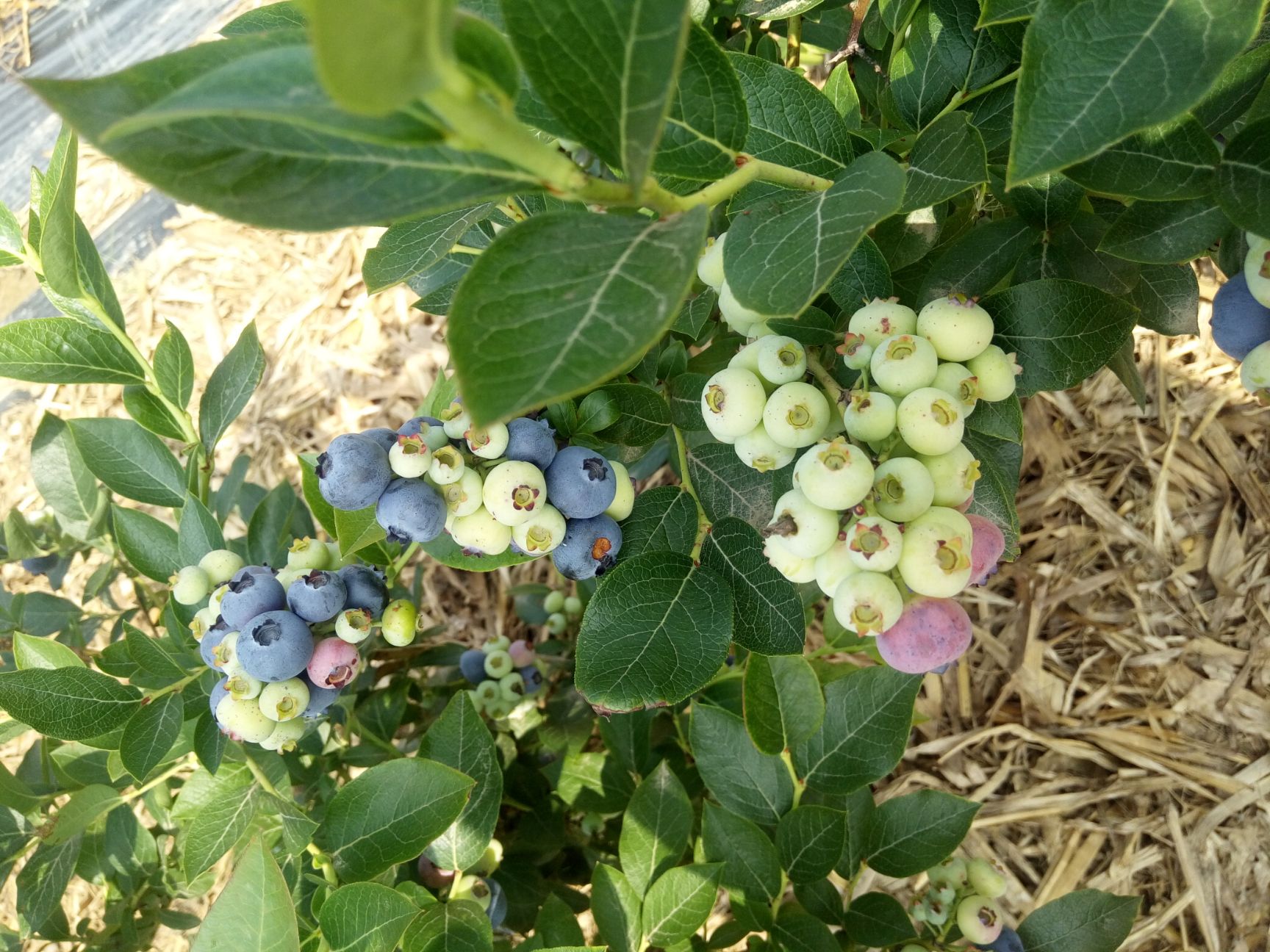 果树苗蓝莓苗带叶发货 盆栽地栽蓝莓苗当年结果