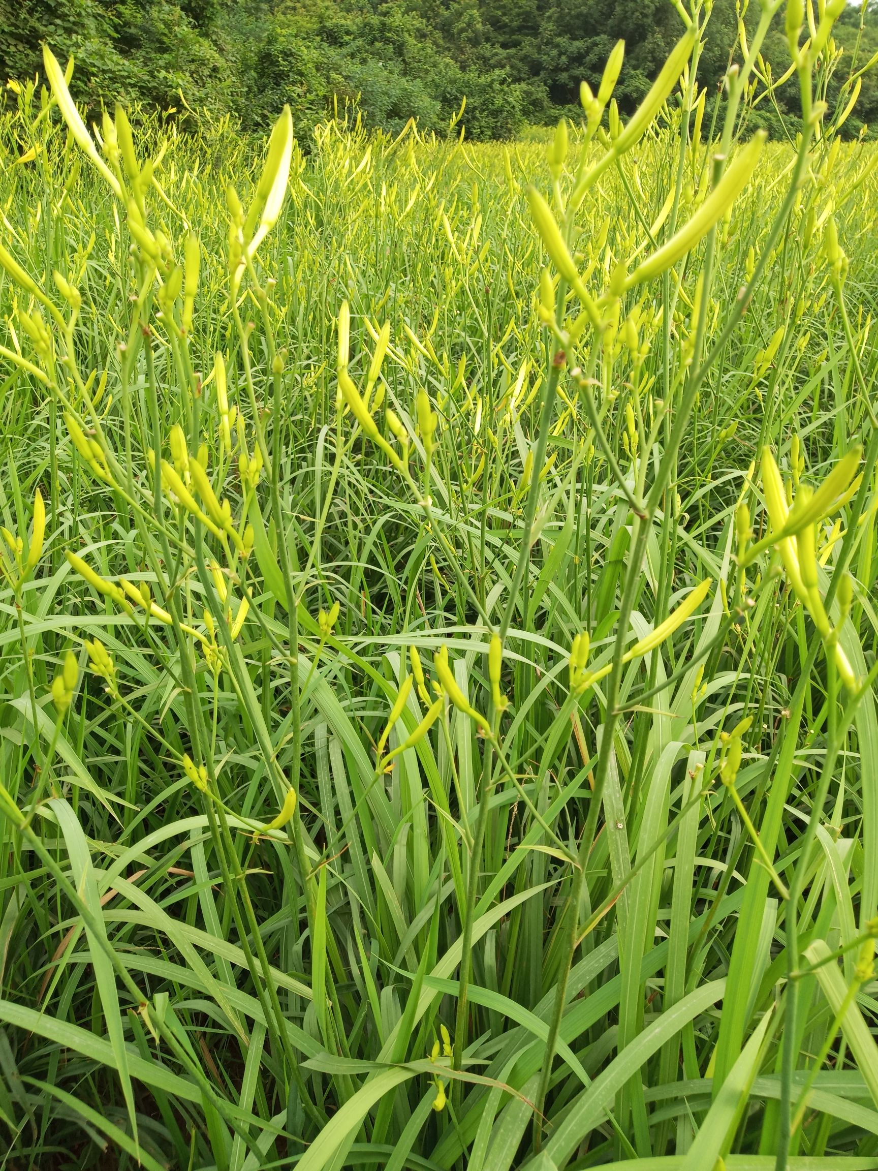 我司的黄花菜种苗保质保量,自已基地培育栽种的产量最高杂交品种