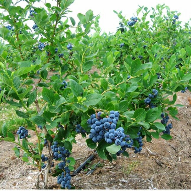 包成*蓝莓树苗当年结果蓝莓树苗盆栽地栽南北方黑珍珠现挖蓝莓苗