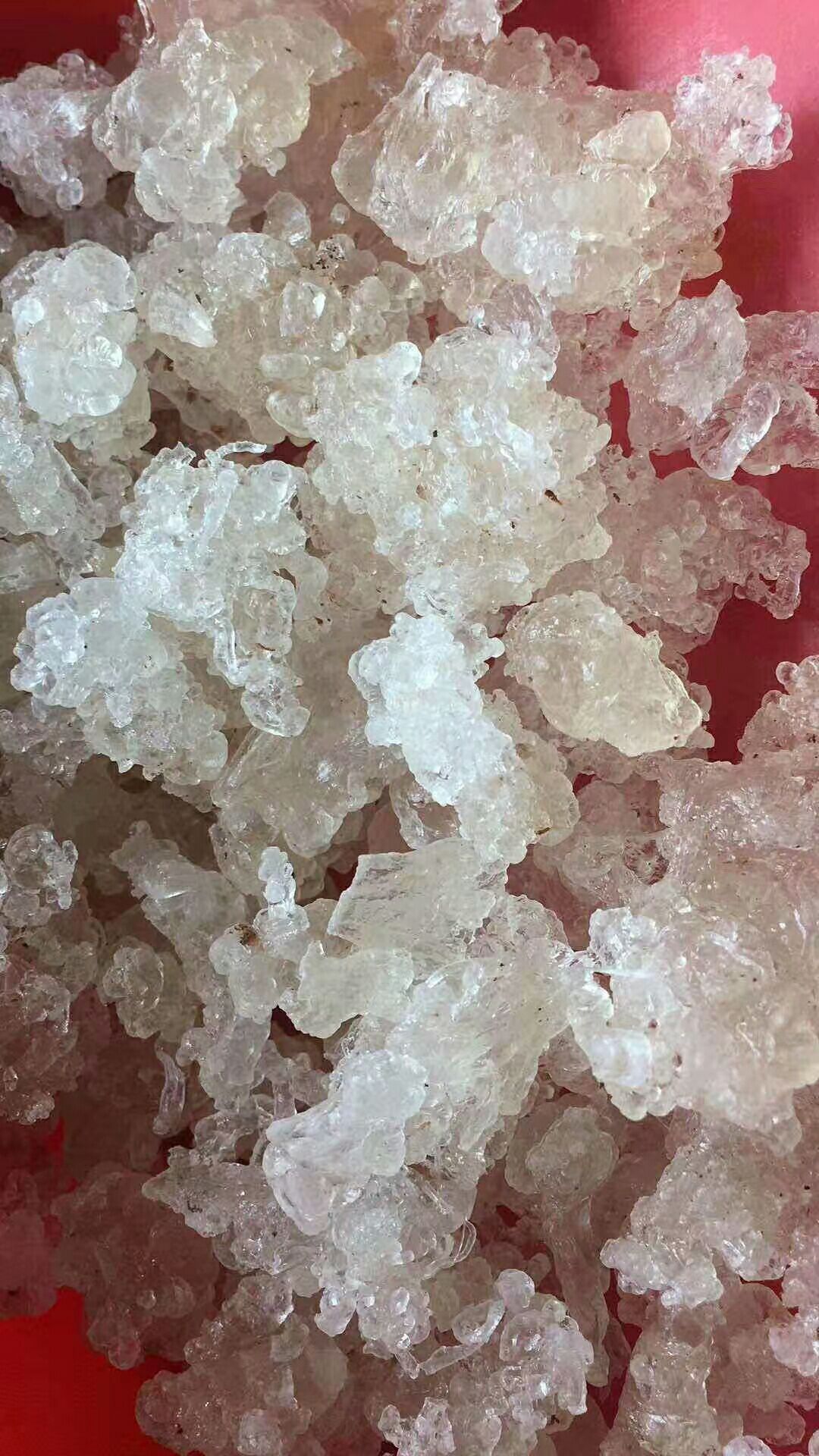 雪燕树种子种苗