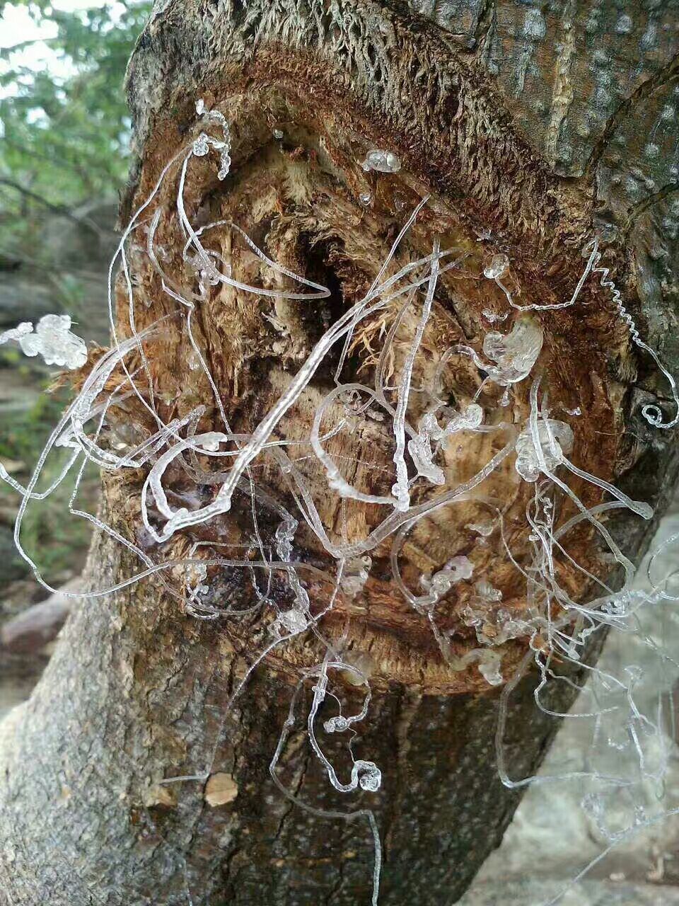 雪燕树种子种苗