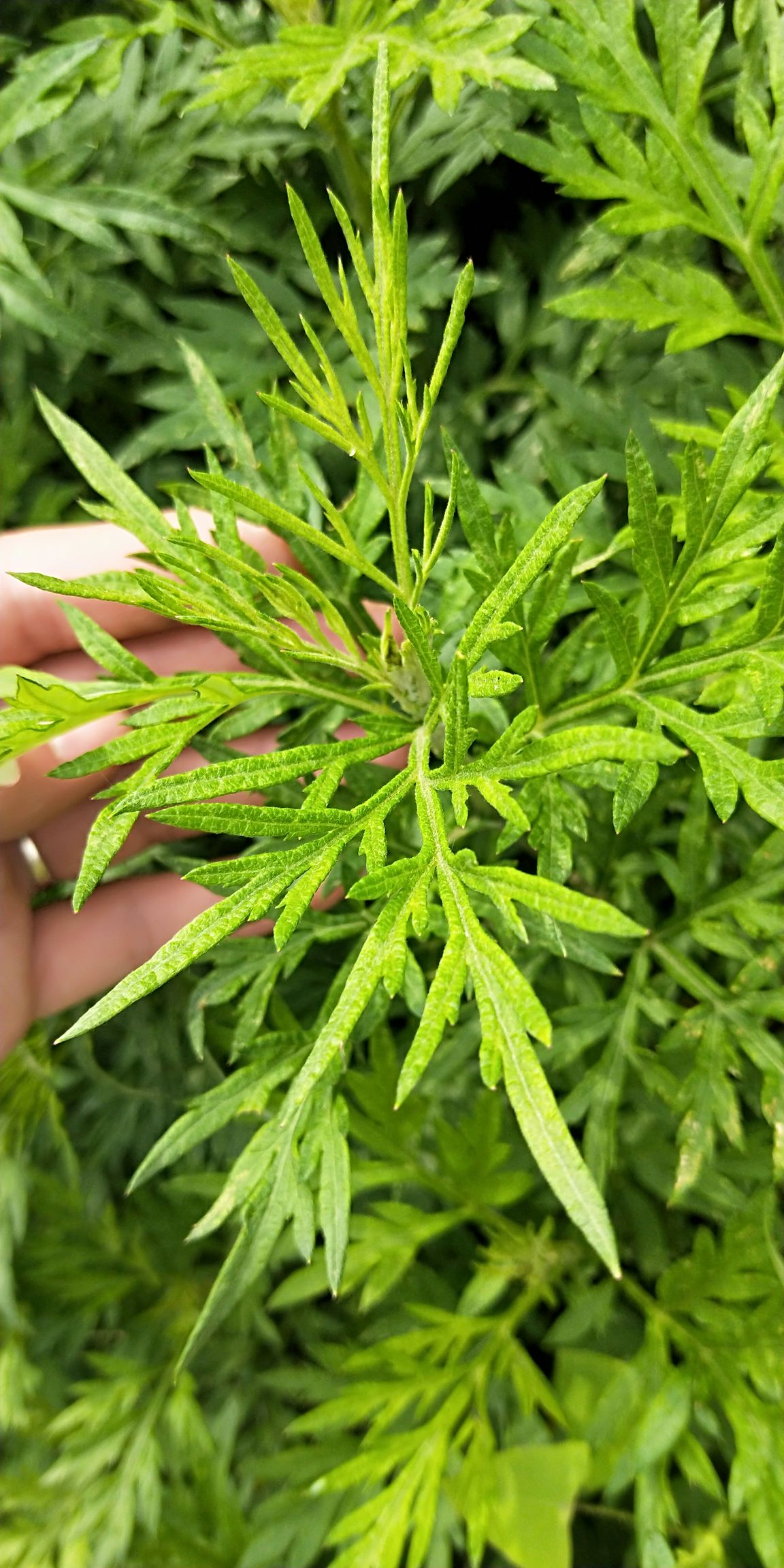 艾蒿 野艾篙 价格可谈!