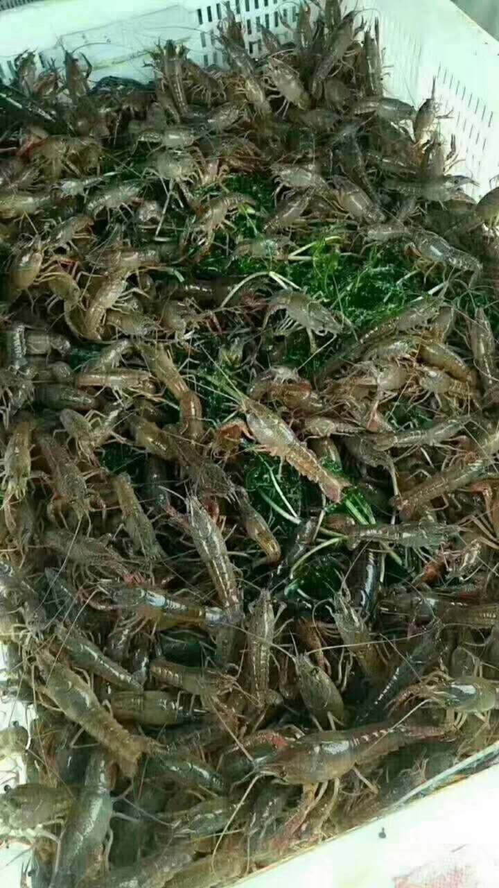 虾苗