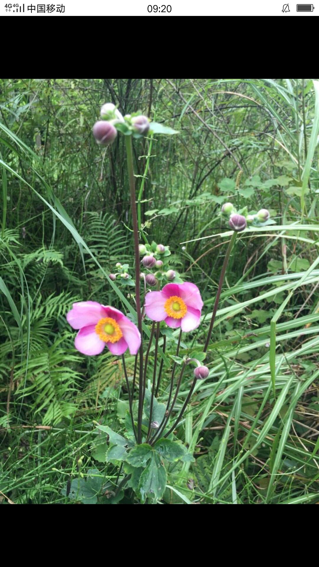 锦花黄桃树苗 打破碗花花的根状茎可以药用,对于胃炎,消化不良,跌打