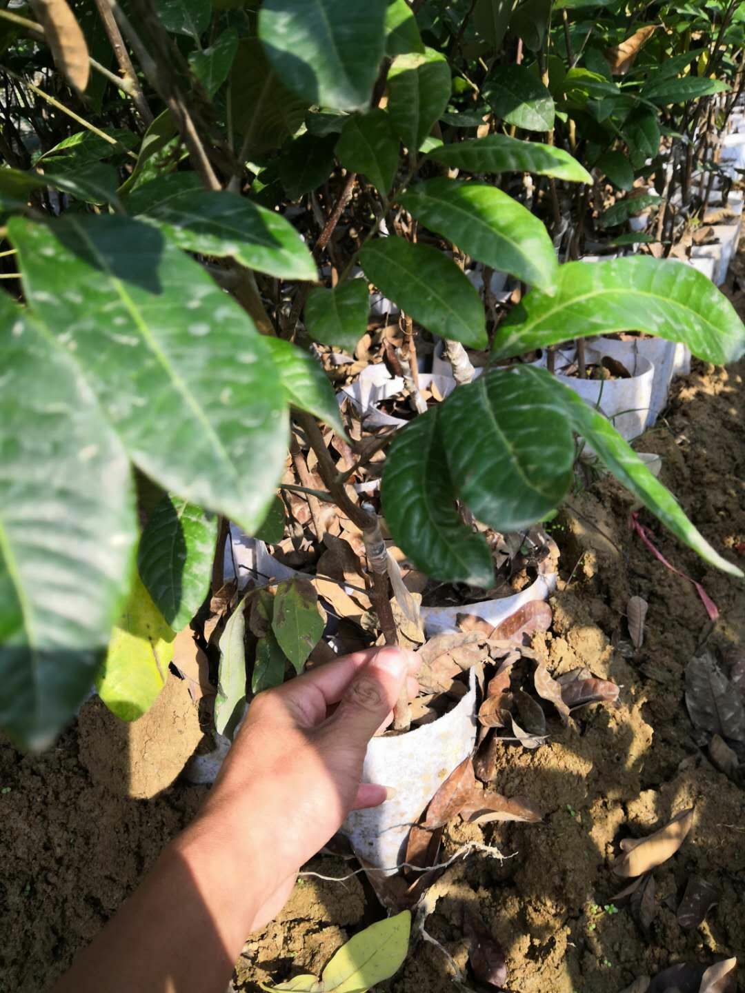 龙眼苗正宗嫁接桂圆树苗一棵包邮储良石硖四季龙眼苗可盘栽地栽