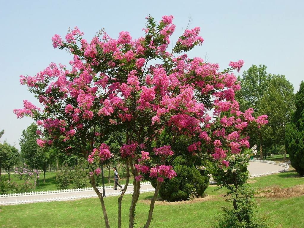 红花紫薇 自家种植,树形漂亮,价格低