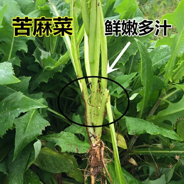 肥猪菜 苦荬菜种子 多年生牧草 猪牛羊鸡鸭鹅苦麻菜苦麦菜苦买菜苦